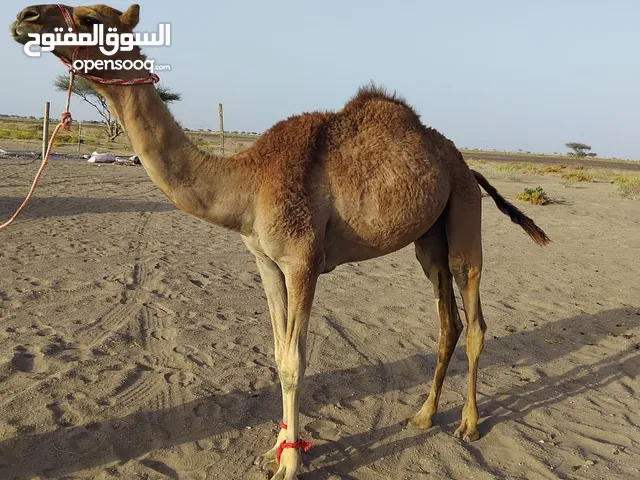 للبيع جعود فطيم مسيور شهر جعود نظيف وسمين