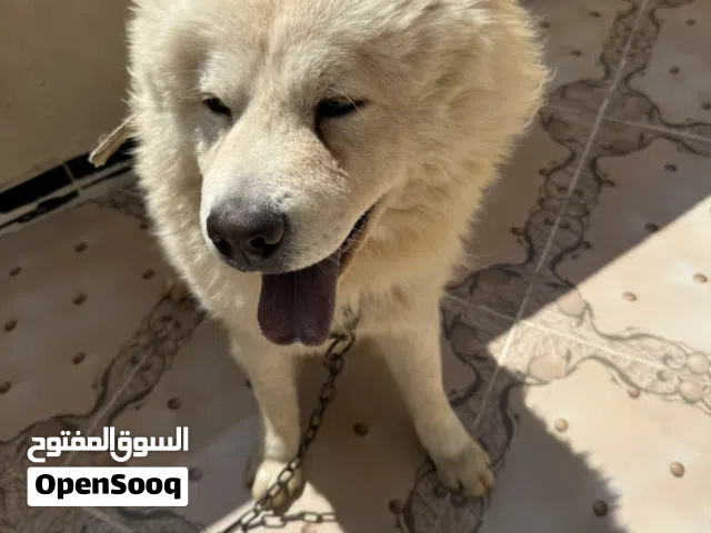 كلب تشاو تشاو للبيع