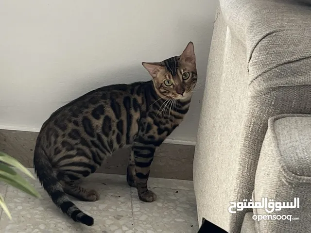 Bengal cat available for meeting.