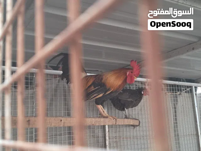 دجاج للبيع