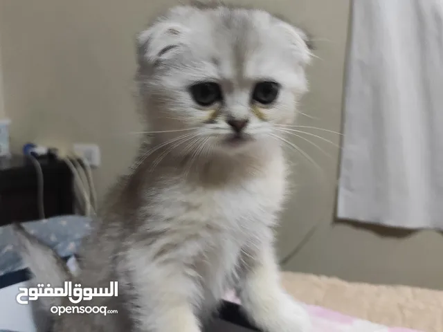 قطط سكوتش فولد للبيع