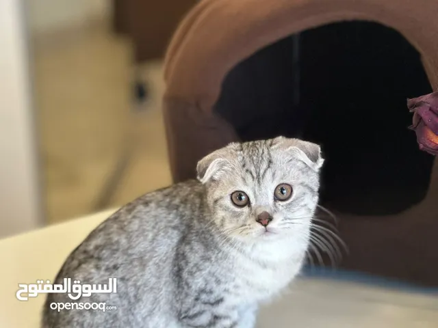 قط سكوتش فولد