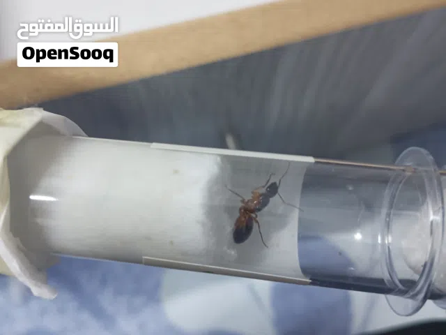 ملكة نمل النجار Camponotus للبيع