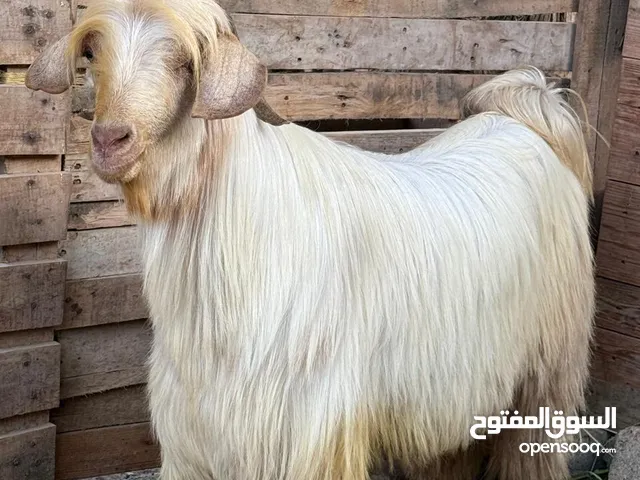 تيس وجاعده سمان فل