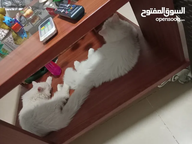 طاوله طابقين خشب اصلي استعمال بسيط