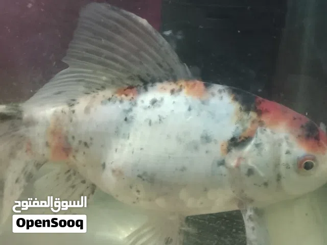 زوج اسماك احجام كبير سعر مناسب