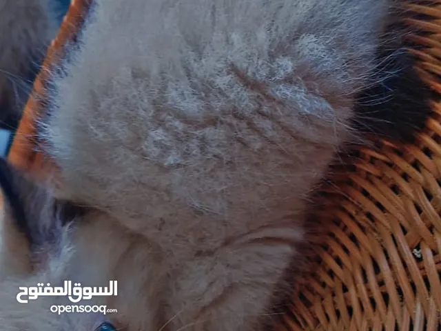 بيع 4 قطط السيامون