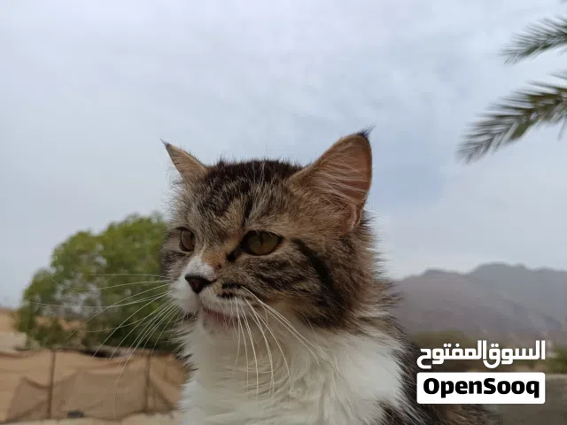 قطة شيرازية هادية و نظيفة و ما تسوي مشاكل