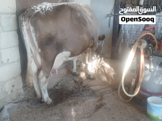 بقره عشار خمس شهورللبيع وبقره عشار ست شهور ونص وبقره حليب