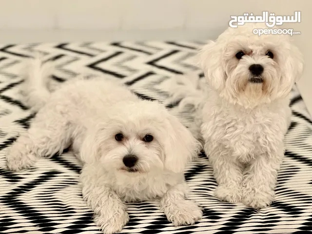 Adorable Healthy Maltese Puppies – Fully Vaccinated & Vet Checked!