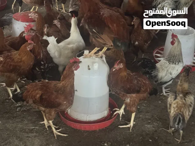 دجاج فرنسي بياض