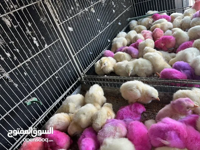 متوفر الآن ب محلات عالم الطيور المقابلين إشارة ابو زغله بجانب قهوة المهيرات
