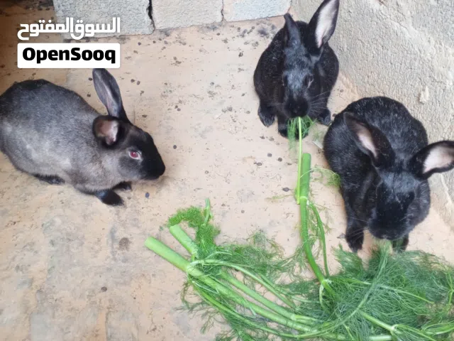 ارانب  مالطيات