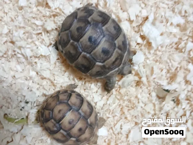 سلاحف للبيع