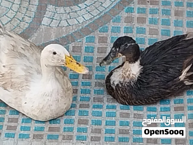 بط للبيع في العين