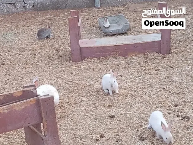 ارانب عمانيات