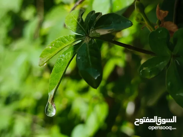 2007 خوش حلوه تصعد