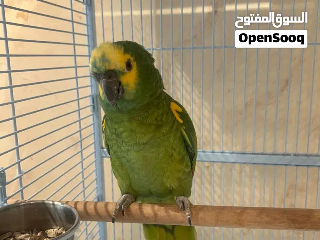 امزون بلو فرنتد