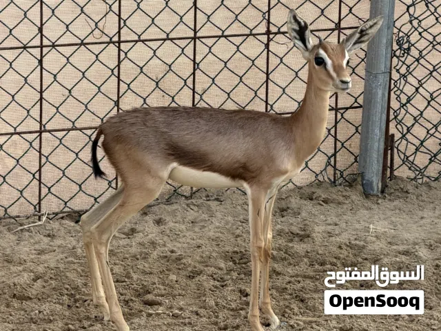 ذكر دماني عمره ثلاث شهور بصحه ممتازه