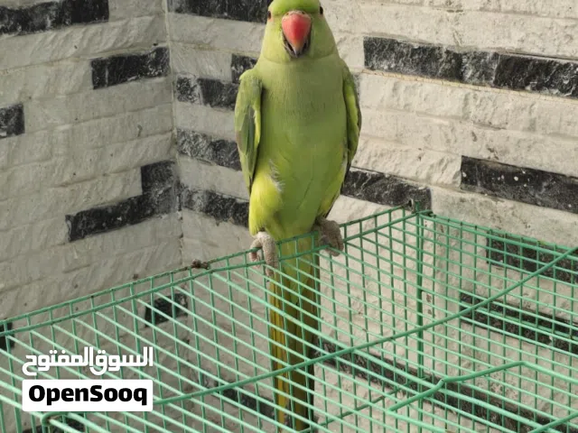 دره اليف للبيع