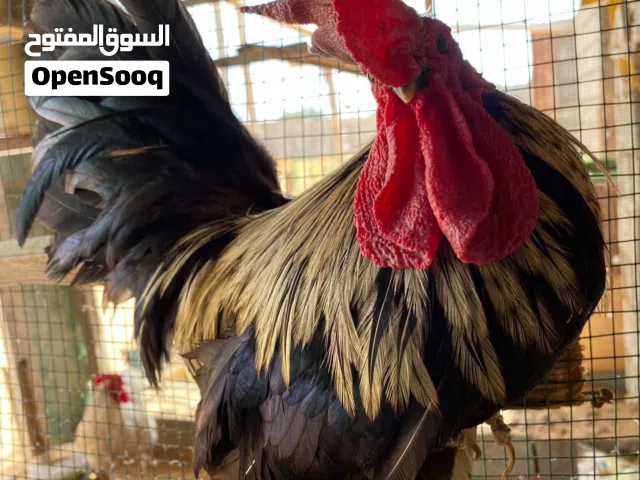 كوبية كيني