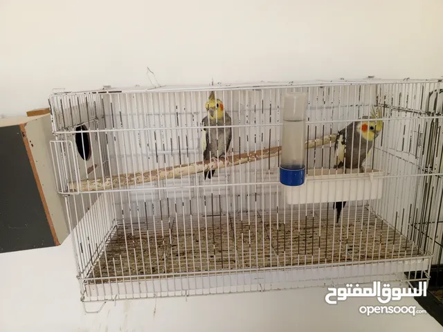 طيور كوكتيل