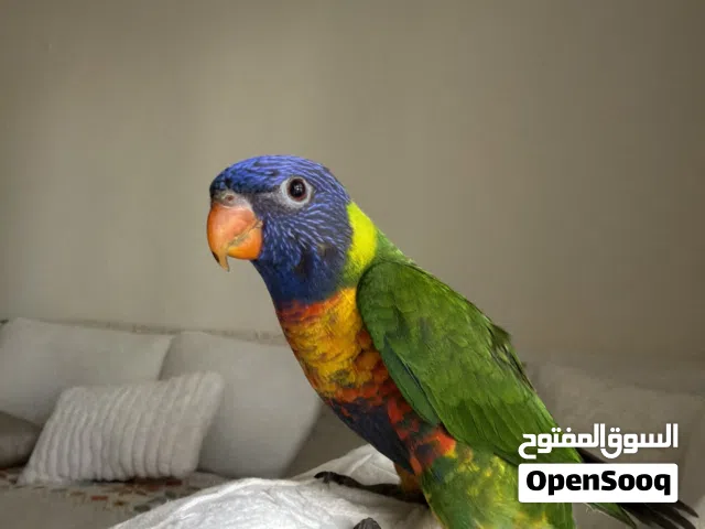 lorikeet parrot