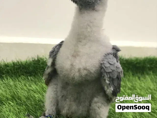 كاسكو فرخ حجم سوبر جامبو