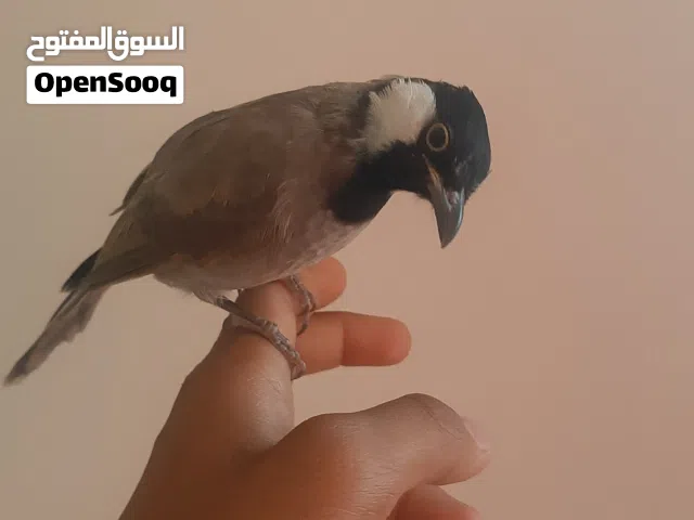 بلبل للبيع نضيف جدا وصحة جيده وخشونه خير من شرط التغريد