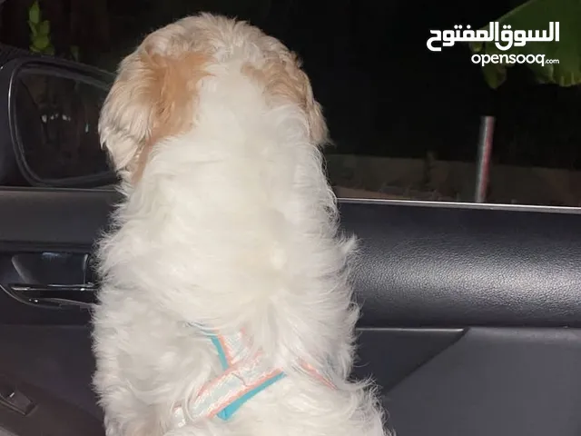 كلب مدرب اليف وجميل