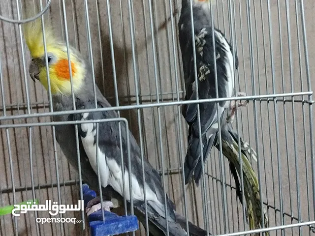 حبتين عصافير كوكتيل سعر 40دينار