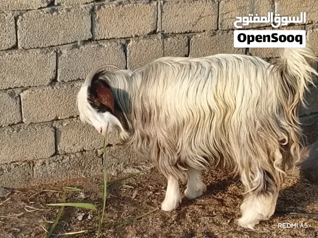 جدايه عمانيات للبيع متروساات للآخر خاليات من جميع العذاربب