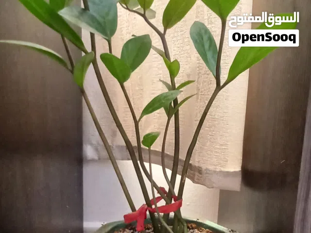 Plants can be Indoor at outdoor