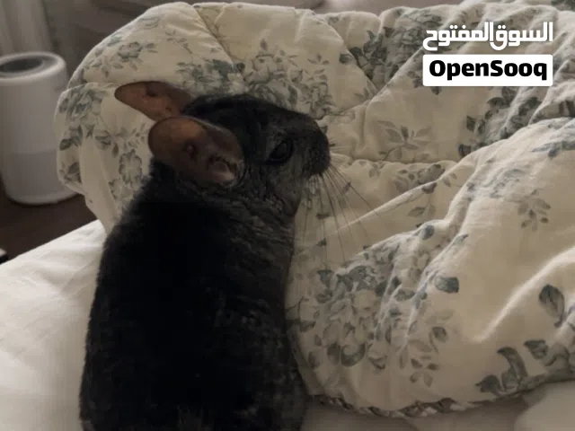ذكر شانشيلا