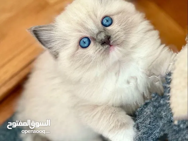 قطط هملايا مستوى عالي