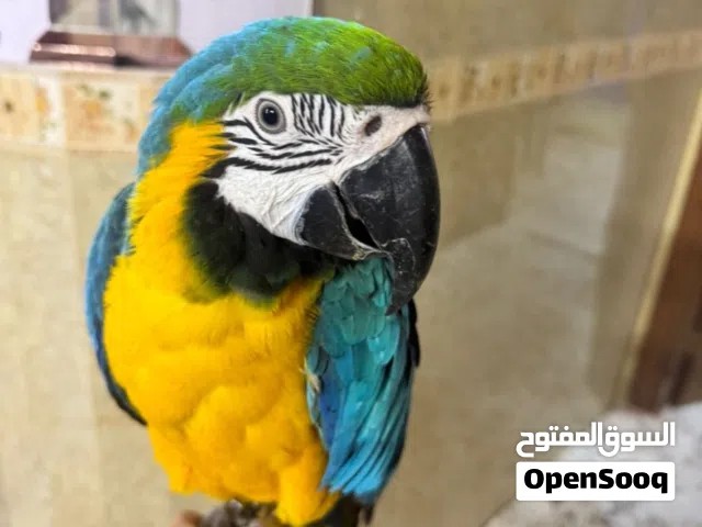 ببغاء مكاو