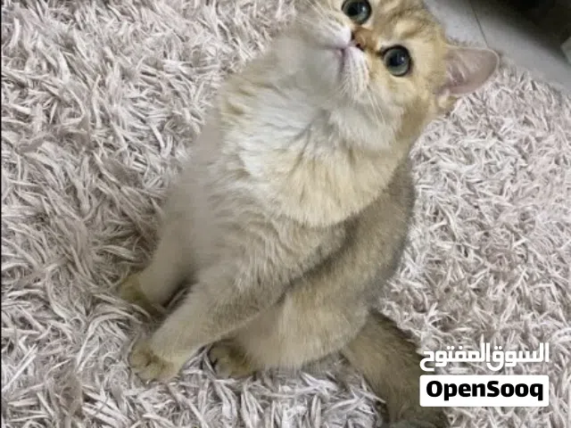 قطه سكوتش ستريت