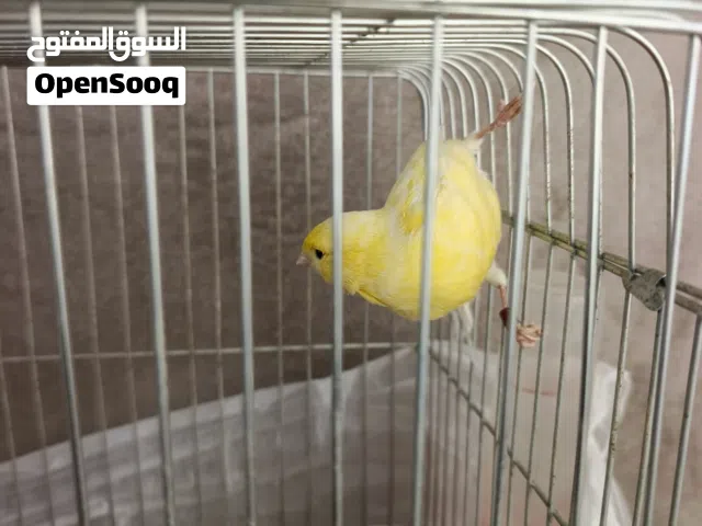 ذكر كناري صحه جيده