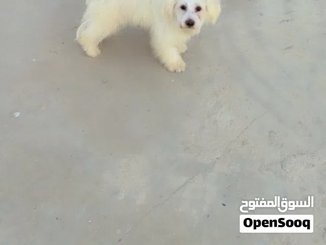 متاح جرو مالتيز العمر ثلاث شهور ماخذ جميع المطعيم