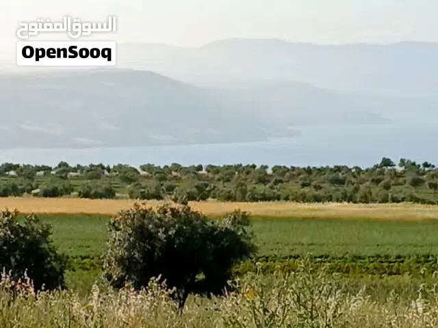 Farm Land for Sale in Irbid Umm Qais