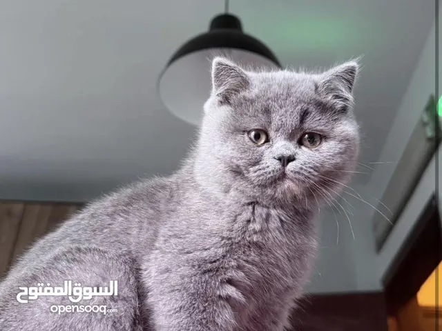 قطة سكوتش ستريت