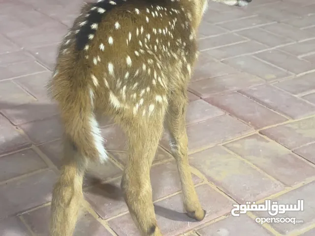 غزال الاكسس دير