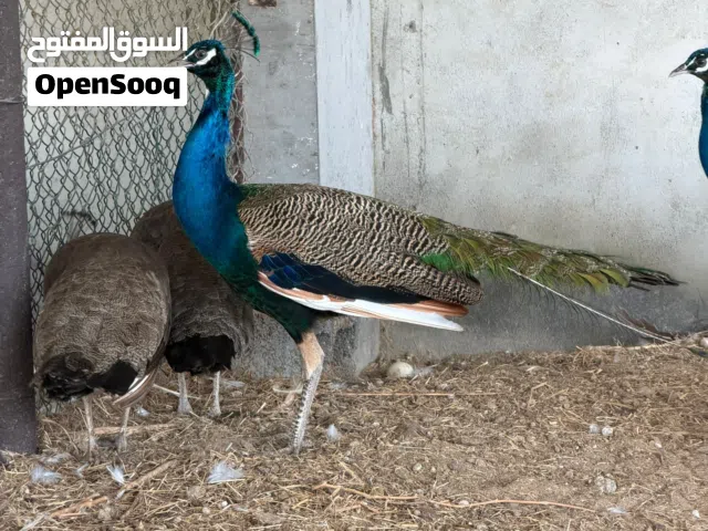 طاووس زوج ذكر وانثى