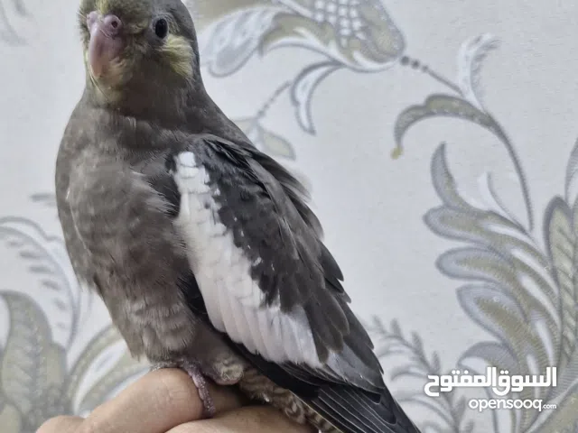 للبيع فرخ كوكتيل