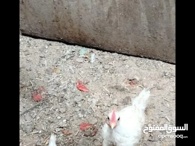 دجاج للبيع