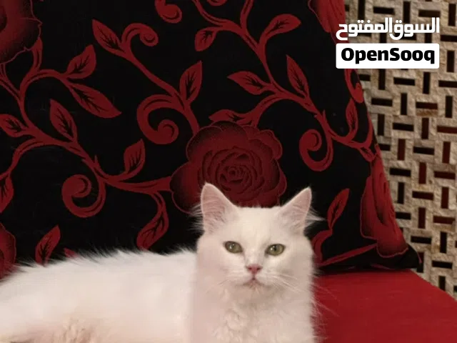 قطط بيضاء للبيع -شيرازي