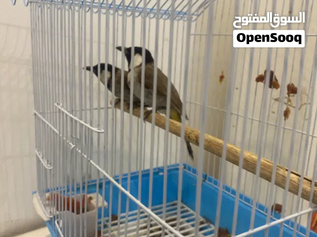الطيور بلبل للبيع