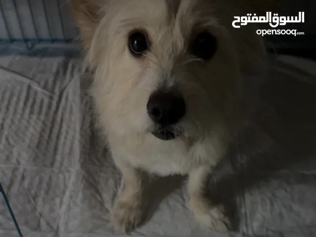 كلبه انثى ، من فصيلة التيرير .