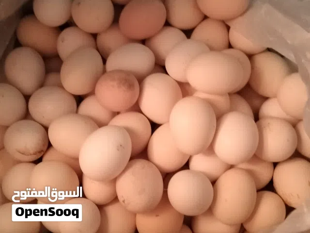 للبيع بيض عماني مخصب
