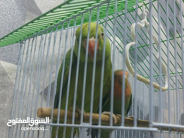 تدريب الببغاوات وترويضها